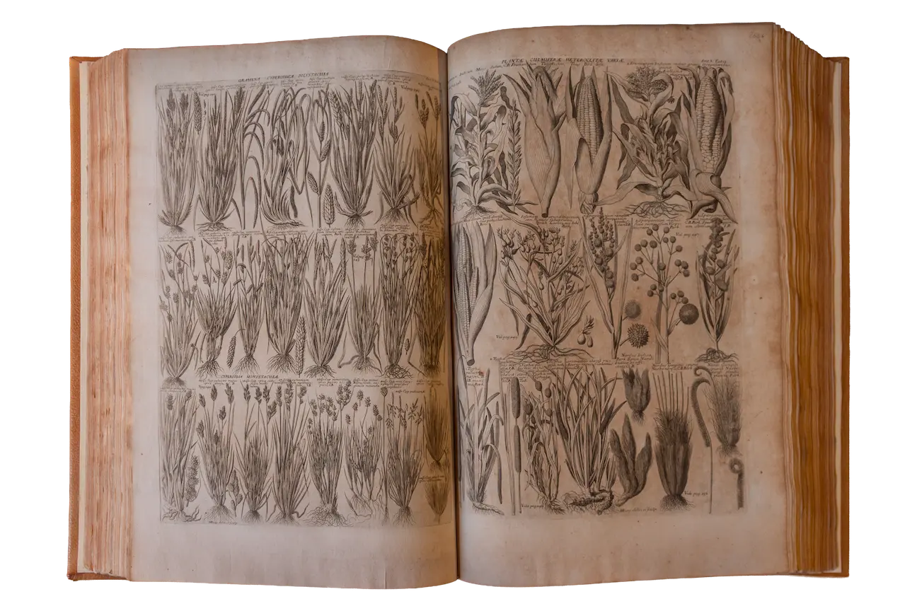 Plantarum historiæ universalis Oxoniensis Plantarum historiæ universalis Oxoniensis